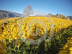 Maienfeld, Switzerland. Vineyards during the autumn with orange and yellow leaves