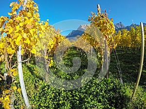 Maienfeld, Switzerland. Vineyards during the autumn with orange and yellow leaves