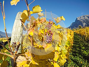 Maienfeld, Switzerland. Vineyards during the autumn with orange and yellow leaves.