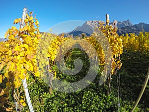 Maienfeld, Switzerland. Vineyards during the autumn with orange and yellow leaves