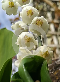 MaiglÃÂ¶ckchen, Lily of the valley