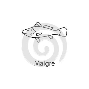 maigre icon. Element of marine life for mobile concept and web apps. Thin line maigre icon can be used for web and mobile. Premium