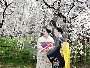 Maiko girls and cherry blossom, Kyoto Japan.