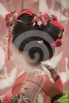 Maiko or geisha in red kimono back coifed hair brooch with patterns of red and white plum blossoms on japanese screen background.
