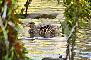 And mail duck watching me as I get a photo then he swam far away from me