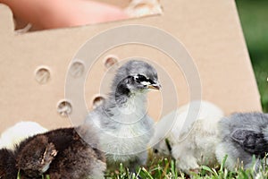 Mail Ordered Blue Cochin Chick with Others