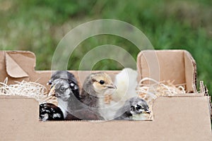 Mail Ordered Chicks photo