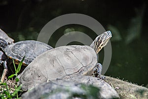 Mail turtles with shell