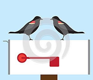 Mailbox Birds