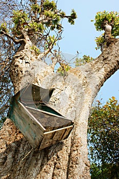 Mailbox, tree trunk, mail box