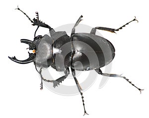 Maimed male stag beetle