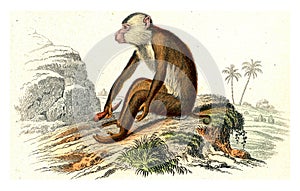 The maimon, vintage engraving