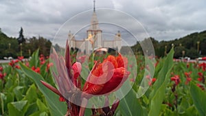 The main building of the Moscow State University. Luxurious inflorescence of Canna in front of the southern entrance. Russia.