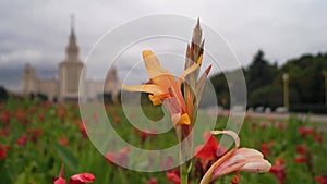 The main building of the Moscow State University. Luxurious inflorescence of Canna in front of the southern entrance. Russia.