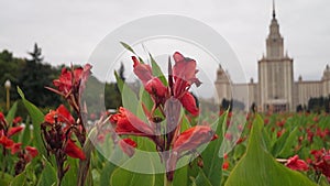 The main building of the Moscow State University. Luxurious inflorescence of Canna in front of the southern entrance. Russia.