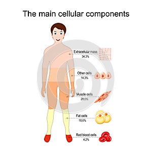 The main cellular components of the human body. Tissue and cells