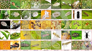 Main citrus insect pests