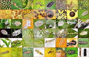 Main citrus insect pests photo