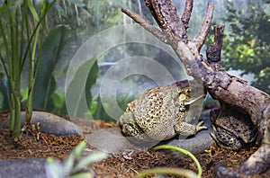 Malay toad.