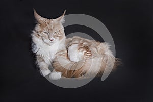 Main coon on black background