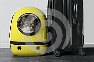 Main coon  cat looking curious out of a backpack carrier next to a travel suitcase. photo