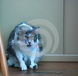 Main coon cat is looking and wondering