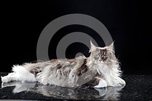 Main coon cat lying