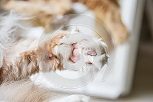 Main Coon Cat Paw Close-up