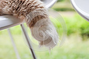 Main Coon Cat Paw Close-up