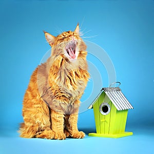 The main coon cat is sitting on a blue background near the green birdhouse and yawning, waiting for the bird