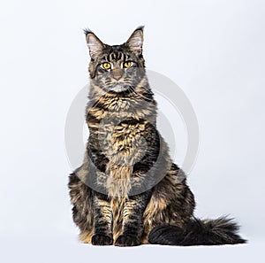 Main coon cat, sitting in front of grey background