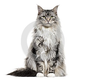 Main coon cat, sitting, isolated