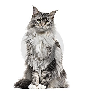 Main coon cat, sitting, isolated