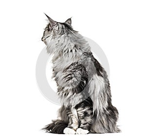 Main coon cat sitting, lokking back, isolated