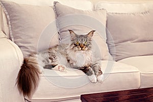 Main Coon Cat Sitting On A Sofa