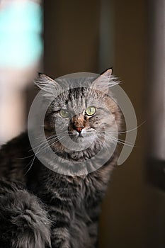 Main coon cat sitting on table and staring to the camera over orderly living room as background.