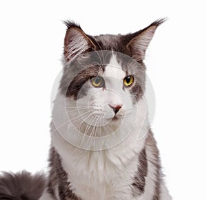 Main Coon Cat on white background