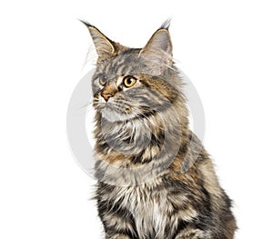 Main coon sitting against white background