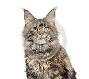 Main coon sitting isolated on white