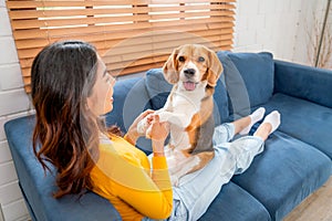 Main focus on beagle dog that stand on young Asian girl who hold forelegs of the dog and sit on sofa of the house and the dog also
