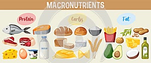 Main food groups macronutrients vector
