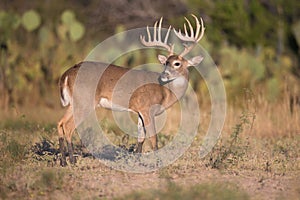 Main frame typical whitetail