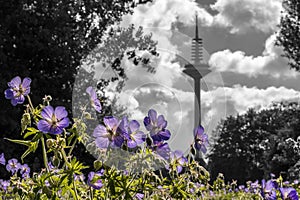 Main in Frankfurt, TV tower with blue flowers in the foreground photo