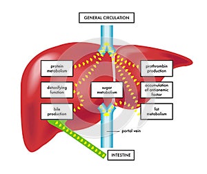 Principal funciones de hígado 