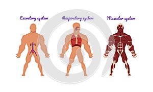 Main Human Body Systems with Excretory and Muscular System Vector Set