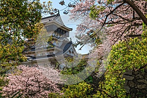 Main keep of Kokura Castle with Cherry blossom