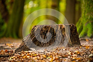 Main motive are old trees and tree stumps