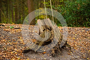 Main motive are old trees and tree stumps