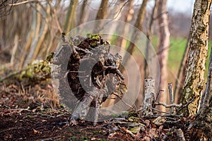 Main motive are old trees and tree stumps