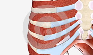 The main muscles of the thoracic wall include the intercostals a photo